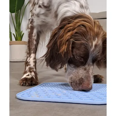 zolux - Tapis à lécher silicone ventouse M 21 x 21 cm  pour chien