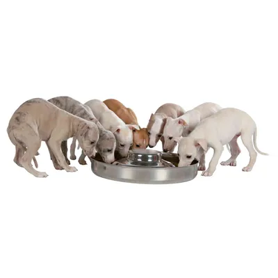 animallparadise - Écuelle pour chiots, 1,4 Litre,  ø 29 cm, pour chien