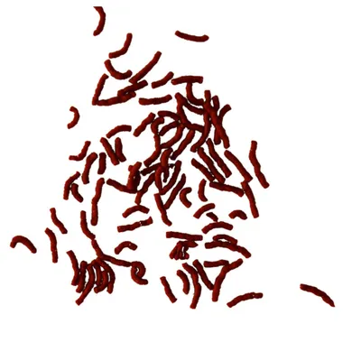 Tetra - Betta Larva Sticks pour poissons combattants et tortues aquatiques