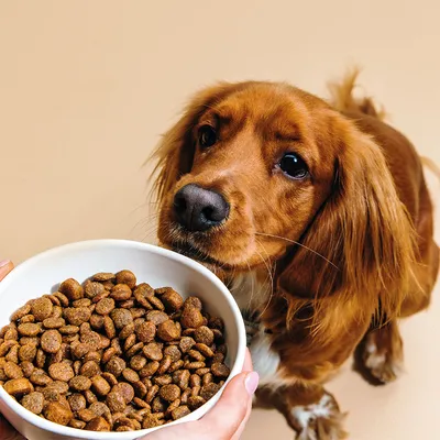 Dog Chef Croquettes Naturelles au Poulet Frais pour chien