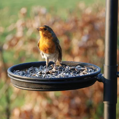Esschert Design Mangeoire à oiseaux FB150