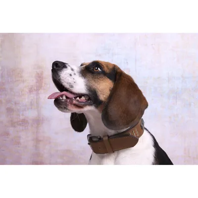 Flamingo - Collier Cuir SEDONA brun taille XXL 51-60 cm pour chien