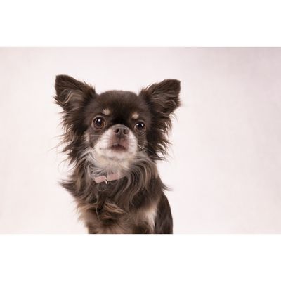 Flamingo Halsband Small Dog Cub rosa