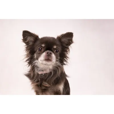 Flamingo - Collier Small dog rose réglable de 19 à 33 cm x 10 mm pour chien