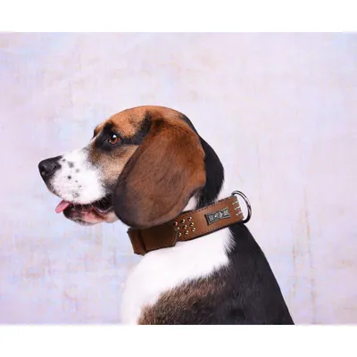 Flamingo - Collier Cuir SEDONA brun taille XL 47-55 cm pour chien.