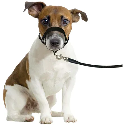 Harnais de dressage de tête museliere-  XS - pour chien