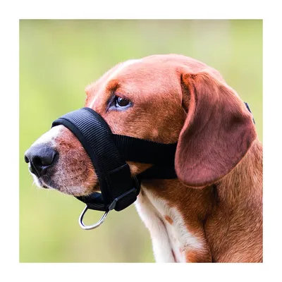 animallparadise - Muselière sangle taille M-L pour chien Beagle, Dalmatien