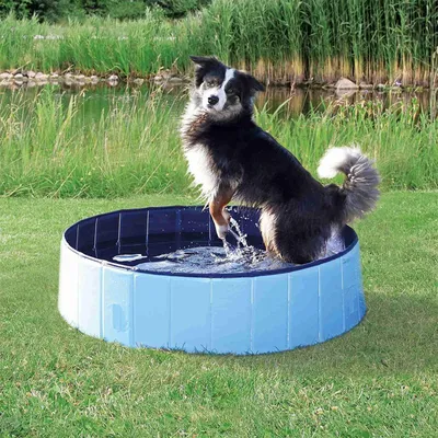 animallparadise - Piscine pour chien, Dimensions ø 80 × 20 cm Coloris