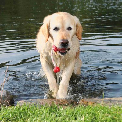 Trixie - jouet aquatique  pour chien MOT-Fun 9 x 22 cm Coloris aléatoire