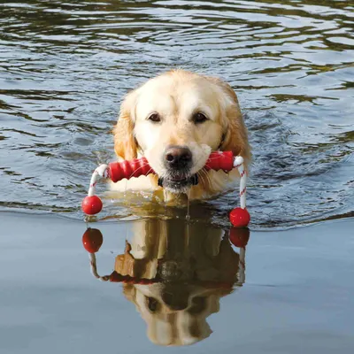 jouet aquatique pour chien "MOT-Long" 20 x42 cm Coloris aléatoire
