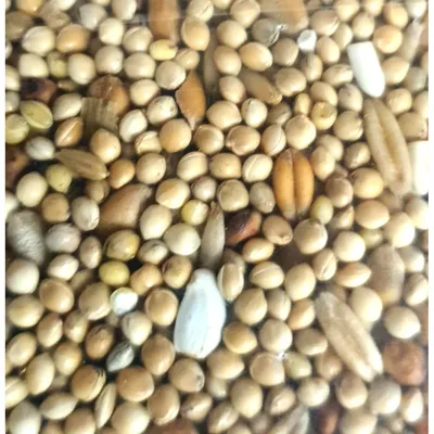 Graines pour grandes perruches sac de 800 g pour oiseaux