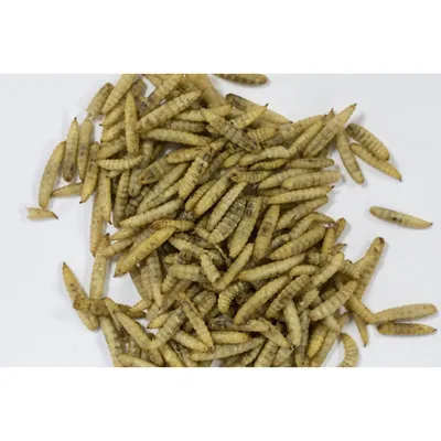Insectes séchés 250 g pour oiseaux