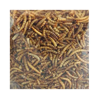 Vers de farine séchés PickNick seau de 540 g pour oiseaux