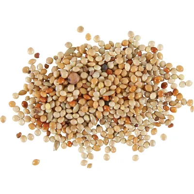 Graines Alimentation oiseaux exotique nutrimeal, 800g.