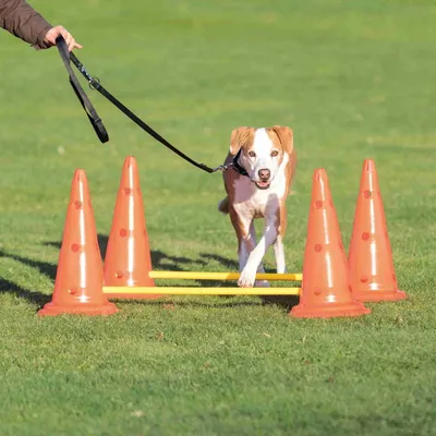 Set d'obstacles pour chien - 4 cône - agility