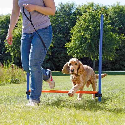 TRIXIE Obstacle de saut 123x115 cm Plastique