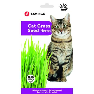 Flamingo - Semence Herbe à chat, barquette de 140g