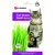 Flamingo - Semence Herbe à chat, barquette de 140g
