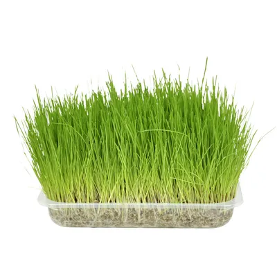 Flamingo - Semence Herbe à chat, barquette de 140g Flamingo - Semence Herbe à chat, barquette de 140g