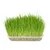 Flamingo - Semence Herbe à chat, barquette de 140g Flamingo - Semence Herbe à chat, barquette de 140g