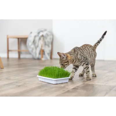 Herbe à chat tendre 100 g en barquette Herbe à chat tendre 100 g en barquette