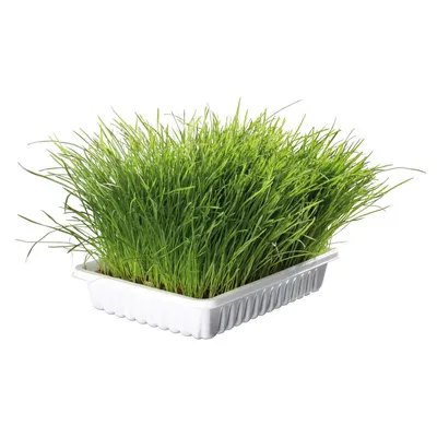 Herbe à chat tendre 100 g en barquette