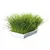 animallparadise - Herbe à chat tendre 100 g en barquette animallparadise - Herbe à chat tendre 100 g en barquette