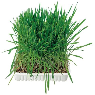 Herbe à chat, barquette de 100g