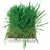 animallparadise - Herbe à chat, barquette de 100g