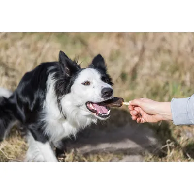 Trixie - Friandise Denta Fun poulet Pop 50 g  pour chien