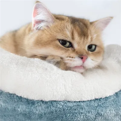 Yaheetech Arbre à Chat Tour pour Chat Multiniveau