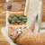Yaheetech Arbre a Chat Géant 175 cm