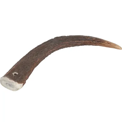zolux - Bâton à mâcher Bois de Cerf Entier M Hard, environ 15 cm