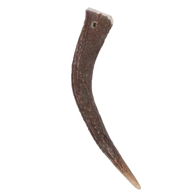 zolux - Bâton à mâcher Bois de Cerf Entier M Hard, environ 15 cm