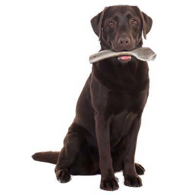 zolux - Bâton à mâcher Bois de Cerf Tranché Easy L, environ 18 cm