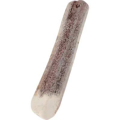 zolux - Bâton à mâcher en Bois de Cerf XS biseauté Puppy, environ 15 cm
