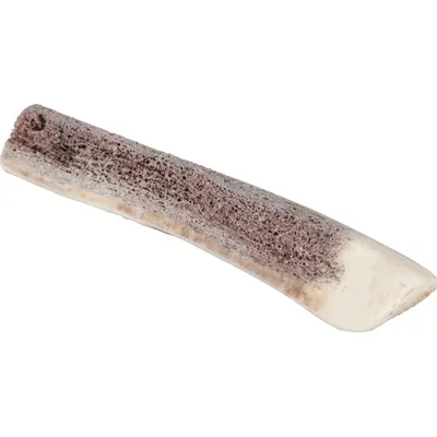 zolux - Bâton à mâcher en Bois de Cerf XS biseauté Puppy, environ 15 cm