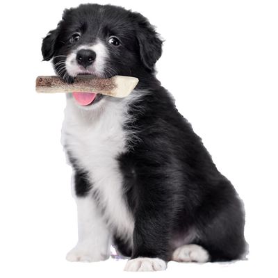 zolux - Bâton à mâcher en Bois de Cerf XS biseauté Puppy, environ 15 cm