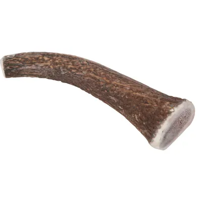 zolux - Bâton à mâcher Bois de Cerf Entier Hard XL, environ 18 cm