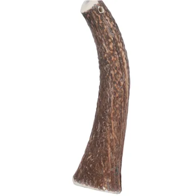 zolux - Bâton à mâcher Bois de Cerf Entier Hard XL, environ 18 cm zolux - Bâton à mâcher Bois de Cerf Entier Hard XL, environ 18 cm
