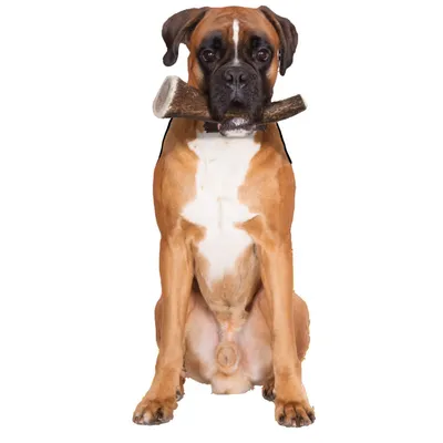 zolux - Bâton à mâcher Bois de Cerf Entier Hard XL, environ 18 cm