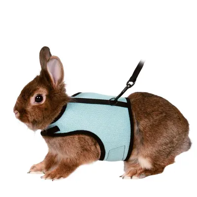 Harnais doux avec laisse 1,2 m pour lapins nains couleur aléatoire