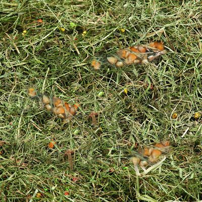 Foin de montagne au mais et ble poids 500 g pour rongeur