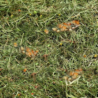 Foin de montagne au mais et ble poids 500 g pour rongeur