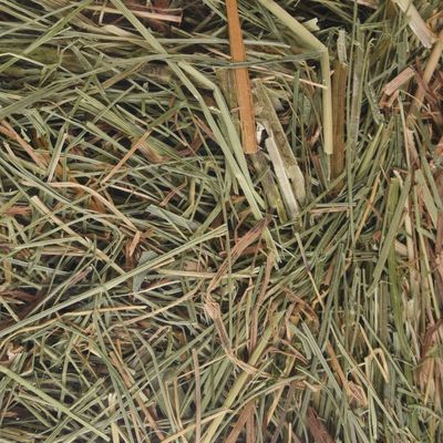 Foin de montagne avec orties 500 g pour rongeurs