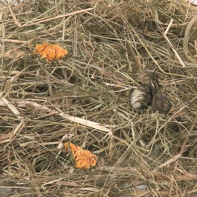 Foin aux fleurs de pissenlit et soucis 500 g pour rongeurs