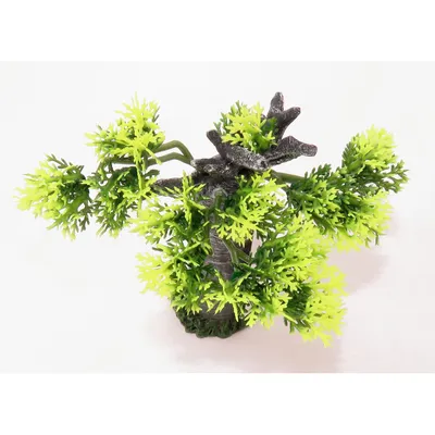 Décoration Africa Baobab taille S. Aquarium. Décoration Africa Baobab taille S. Aquarium.