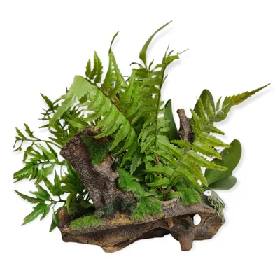 Racine et plantes, 36 x 31 x 33 cm, décoration aquarium.