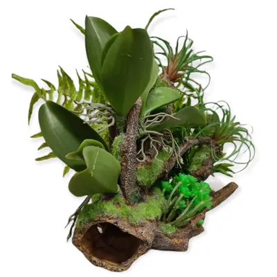 Racine et plantes, 36 x 31 x 33 cm, décoration aquarium.