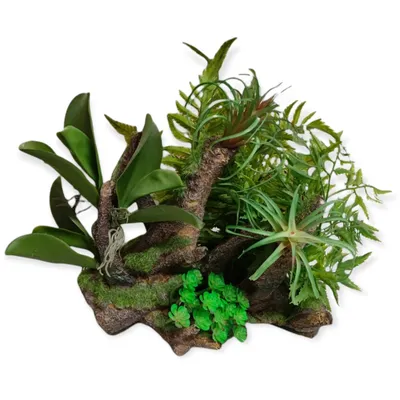 Racine et plantes, 36 x 31 x 33 cm, décoration aquarium.